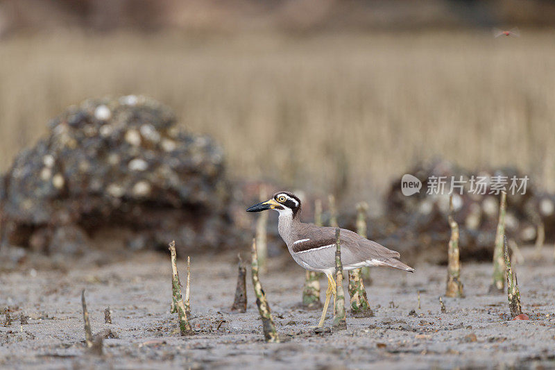 海鸟:成年海滩粗膝鹬(Esacus magnirostris)，又名海滩石鸻。